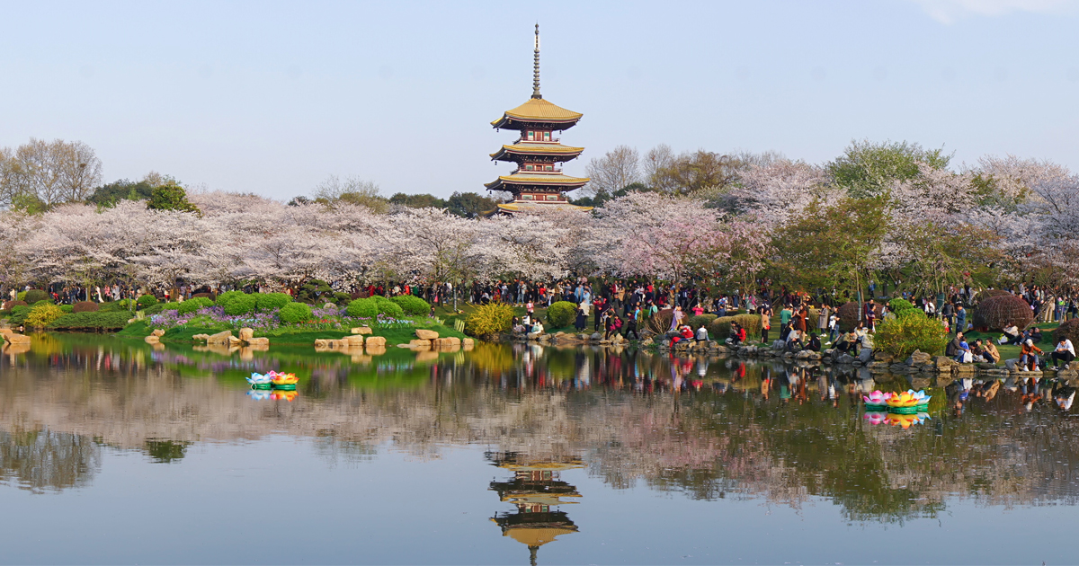 中国の人たちはなぜ花見をするようになったのか 日本を通じて桜を再発見した中国の人々 次世代中国 Nec Wisdom ビジネス テクノロジーの最先端情報メディア